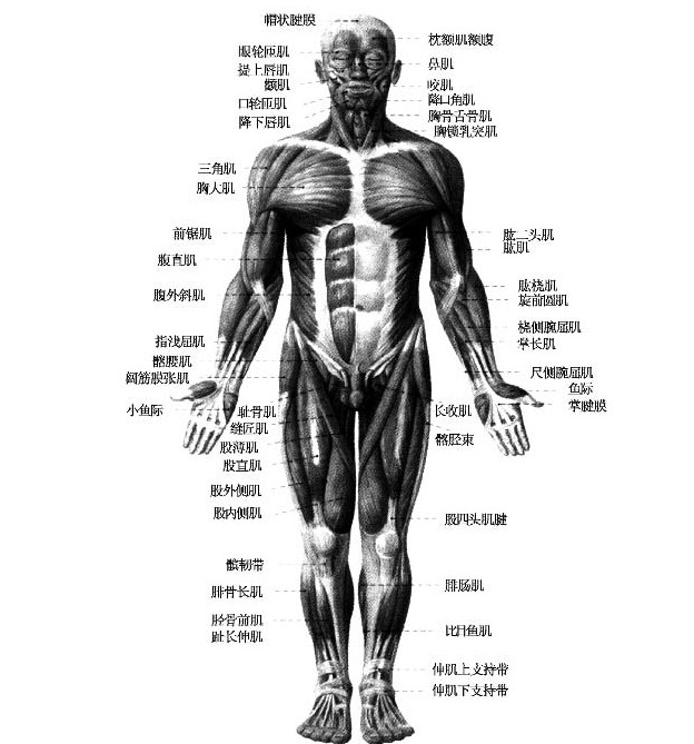 了解人体骨骼肌肉以沐鸣代理注册及瑜伽课程范例
