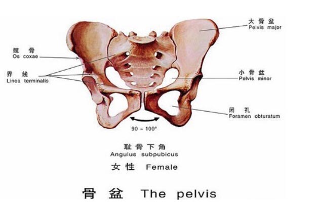 瑜伽中必须沐鸣招商主管要了解的骨盆结构