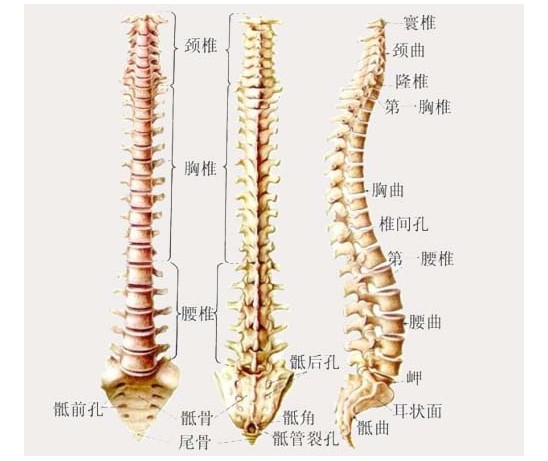 瑜伽教学中你必须要知道的沐鸣代理腰痛原因?