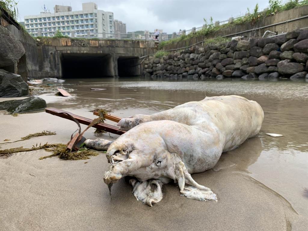 本岛惊见首例非洲猪瘟海漂猪 应变中沐鸣注册链接心:对岸漂来机率最大