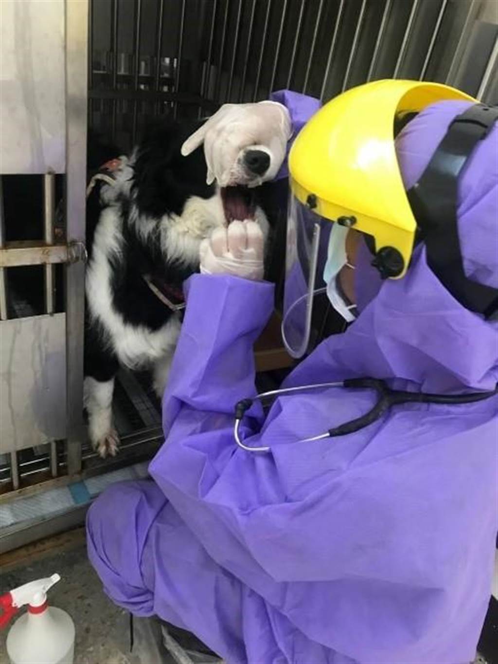 沐鸣注册确诊个案共居牧羊犬 新北动保处协助14天隔离