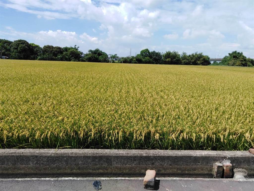 沐鸣直属水啦!曾文、乌山头2库蓄水量破3亿 嘉南二期作将全面供灌
