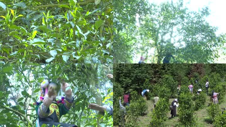 沐鸣登录盛夏时节采茶忙!看茶树如何“闯关东”?