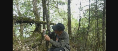 沐鸣登录四川松潘管理总站小河保护站拍摄到大熊猫影像