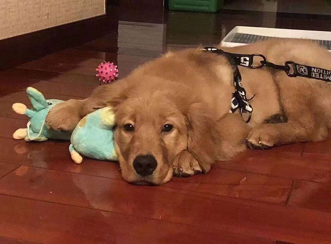 沐鸣登录金毛犬siri托运致死后续:双方和解,涉事公司有注销意向