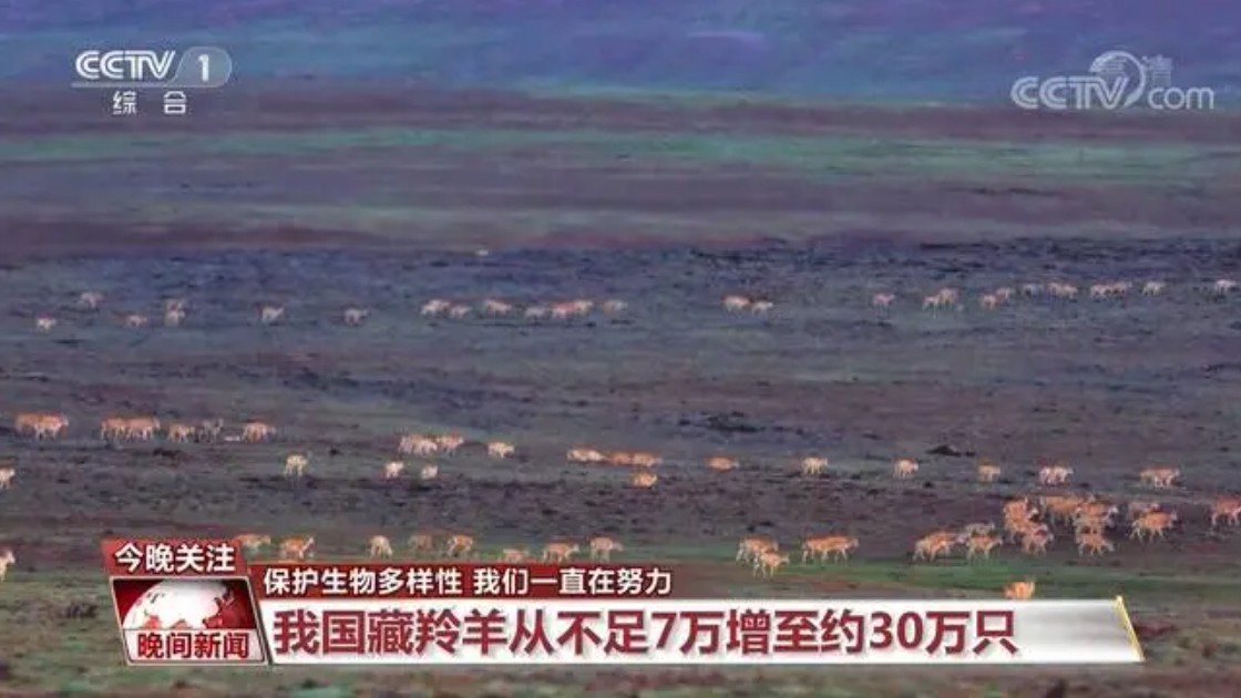 沐鸣登录保护生物多样性 我们一直在努力