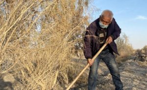 <b>沐鸣登录新疆兵团退休老人19年坚守沙漠边缘植绿2100余亩</b>