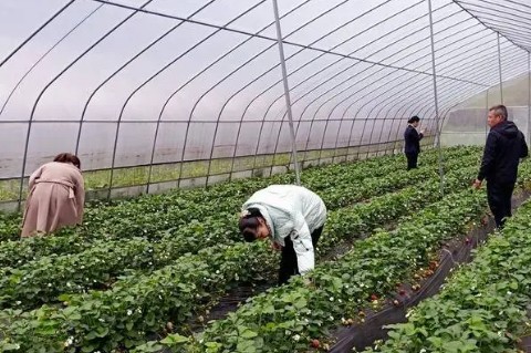 多地特色作物陆续成熟 沐鸣注册地址特色种植让群众增收致富 助力乡村振兴