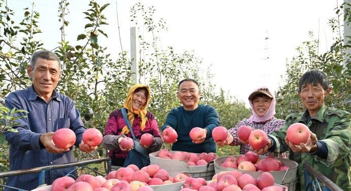 山东烟台:从“广兴果园沐鸣代理”到“水果之乡”